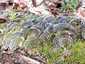 Lepketapló (Trametes versicolor), Budai-hegység